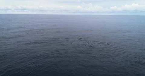 HUmpback Whale Breach 4K Stock Footage 98615480