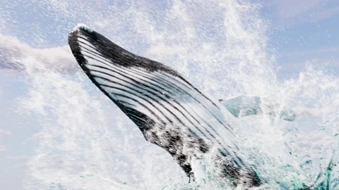 Humpback whale breach Vidéo 235360514