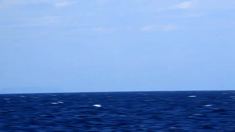 Humpback Whale Breach (Jump) Stock Footage 330149409