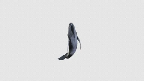 Humpback whale Breaching alpha front 2 库存影片 204120972