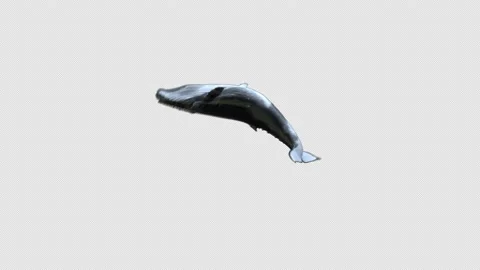 Humpback whale Breaching alpha sideview 库存影片 204120956