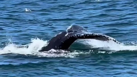 Humpback Whale Breaching and Diving in the Ocean Stock Footage 335996434