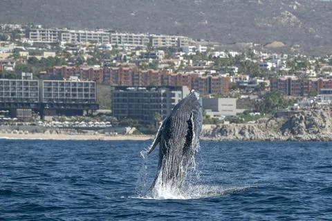 Humpback whale breaching in cabo san lucas baja california sur mexico pacific Stock Photos