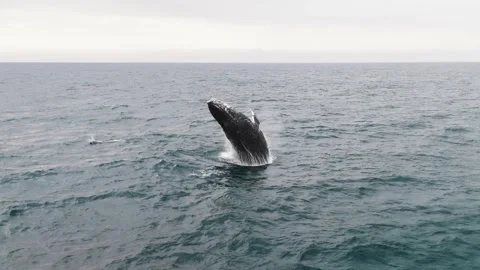 Humpback Whale Breaching with Common Dolphins Leaping Nearby Stock Footage 337051429