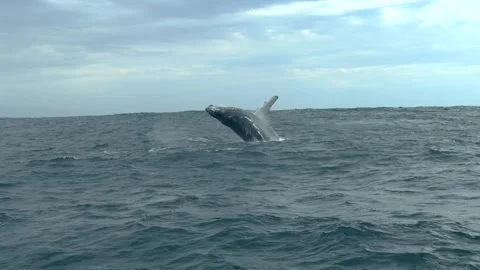 Humpback Whale Breaching with Common Dolphins Stock Footage 337051544