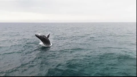 Humpback Whale Breaching During Migration Stock Footage 337051583