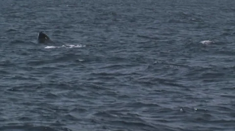 Humpback Whale Breaching 스톡 동영상 38317412