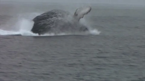 Humpback Whale Breaching 스톡 동영상 38319698