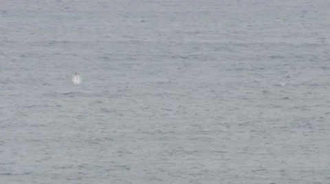 Humpback Whale breaching Stock Footage 59771206