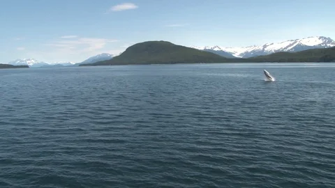Humpback whale breaching Stock Footage 85535815