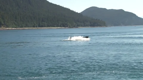 Humpback whale breaching Stock Footage 85535974