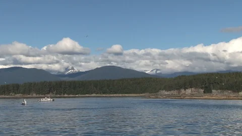 Humpback whale breaching Stock Footage 85535987