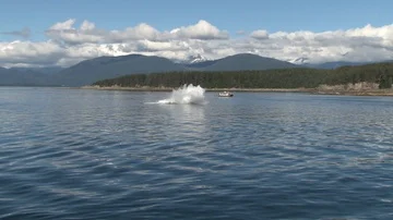 Humpback whale breaching Stock Footage 85561924