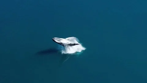 Humpback whale breaching Stock Footage 95181787