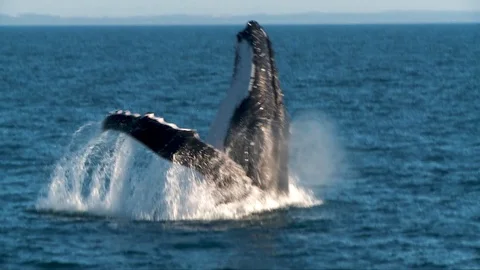 Humpback Whale Breaching Stock Footage 100653991