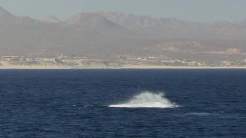 Humpback whale breaching with mountains in the background Stock Footage 231207644