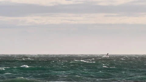 Humpback Whale Breaching in the Ocean Stock Footage 311392914