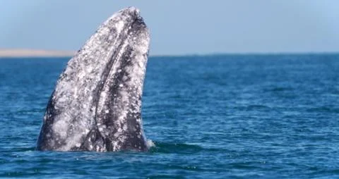 Humpback Whale Breaching Ocean Surface Stock Photos