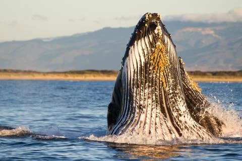 Humpback Whale Breaching Foto stock