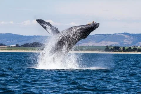 Humpback Whale Breaching Stock Photos
