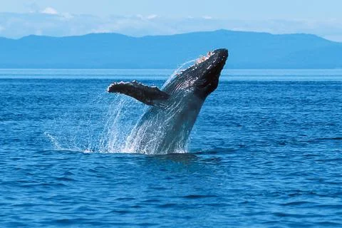 Humpback whale breaching Stock Photos