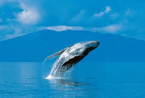Humpback whale breaching 스톡 사진