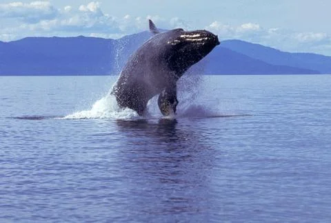 Humpback whale breaching Stock Photos