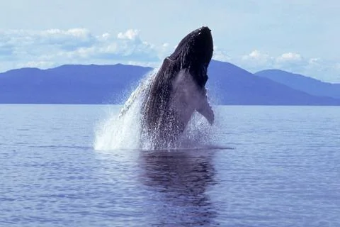 Humpback whale breaching Stock Photos