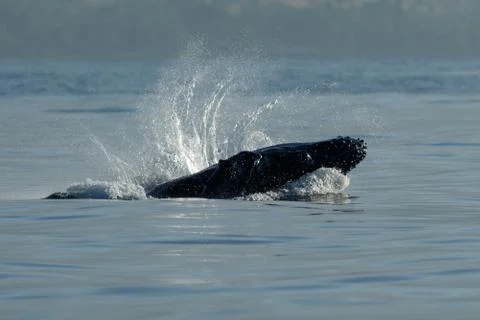 Humpback whale breaching. Stock Photos