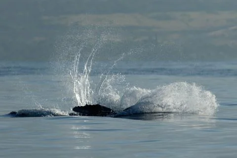 Humpback whale breaching. Stock Photos