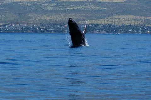 Humpback whale breaching. Stock Photos