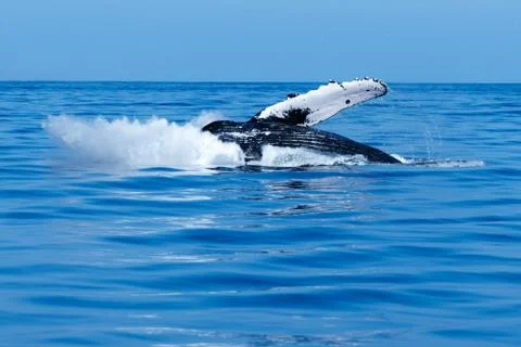 Humpback whale breaching. Stock Photos