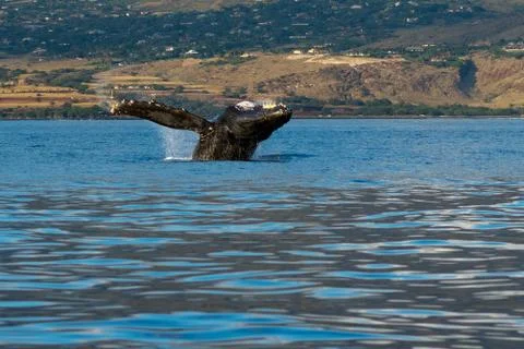 Humpback whale breaching. Stock Photos