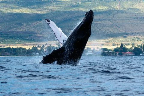 Humpback whale breaching. Stock Photos