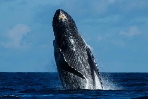 Humpback whale breaching. Foto stock