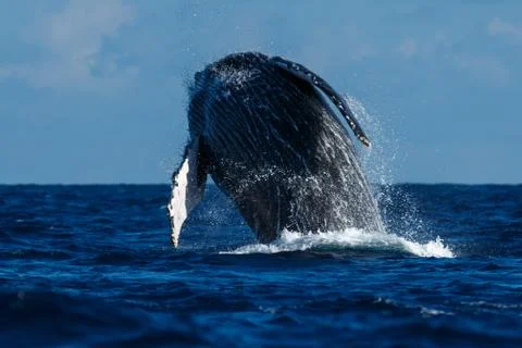 Humpback whale breaching. Stock Photos