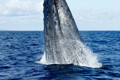 Humpback whale breaching. Stock Photos