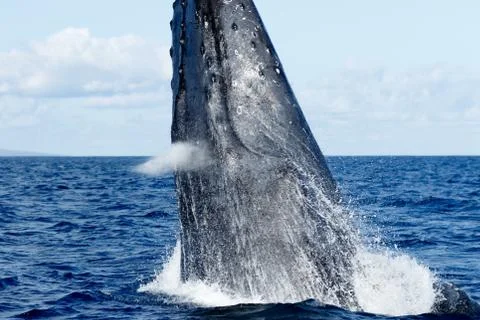 Humpback whale breaching. Stock Photos