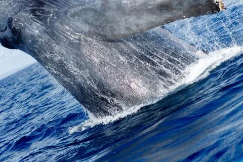 Humpback whale breaching. Stock Photos