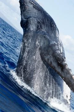 Humpback whale breaching. Stock Photos