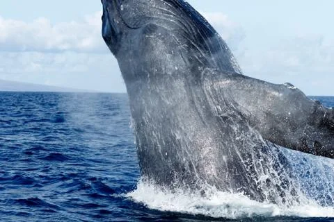 Humpback whale breaching. Stock Photos