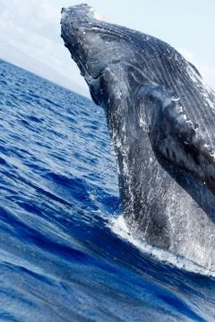 Humpback whale breaching. Stock Photos