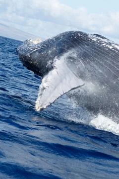 Humpback whale breaching. Stock Photos