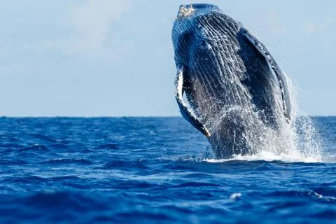 Humpback whale breaching. Stock Photos