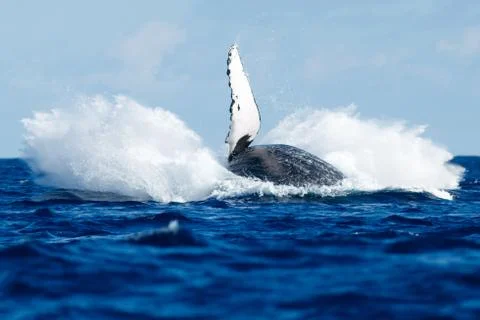Humpback whale breaching. Stock Photos