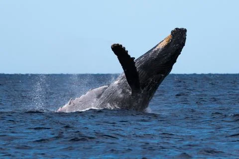 Humpback whale breaching. Stock Photos