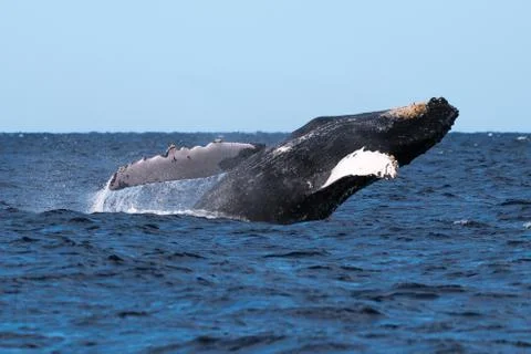 Humpback whale breaching. Stock Photos