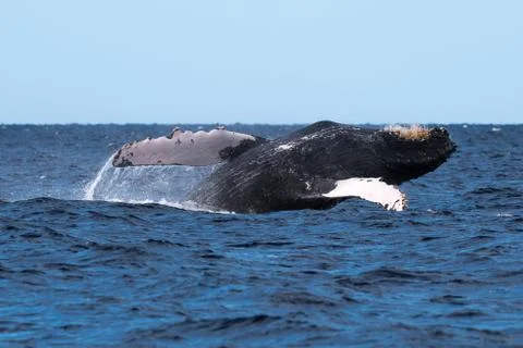 Humpback whale breaching. Stock Photos