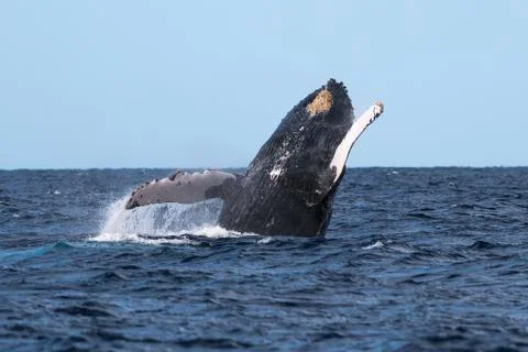 Humpback whale breaching. Stock Photos