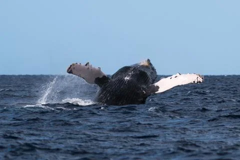 Humpback whale breaching. Stock Photos